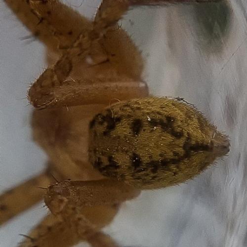 Olios argelasius
